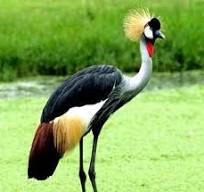National Symbols | Embassy of the Republic of Uganda